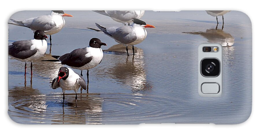 Sea Gulls Galaxy Case featuring the photograph Yelling Gull by Peter DeFina
