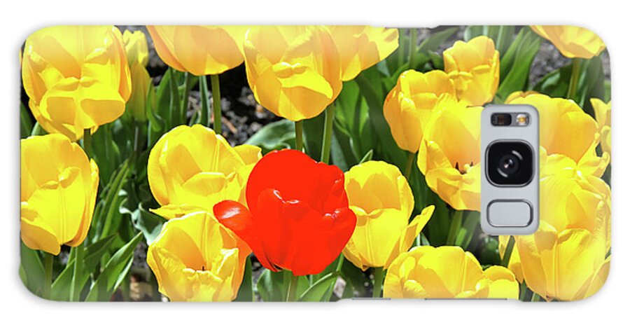 Tulips Galaxy Case featuring the photograph Yellow and One Red Tulip by Ed Riche