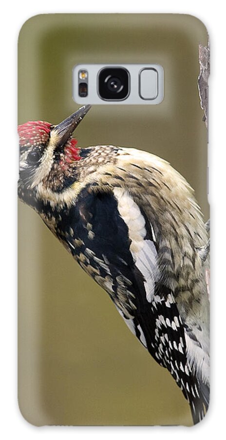 Sapsucker Galaxy Case featuring the photograph Yellow Bellied Sapsucker by Jim E Johnson