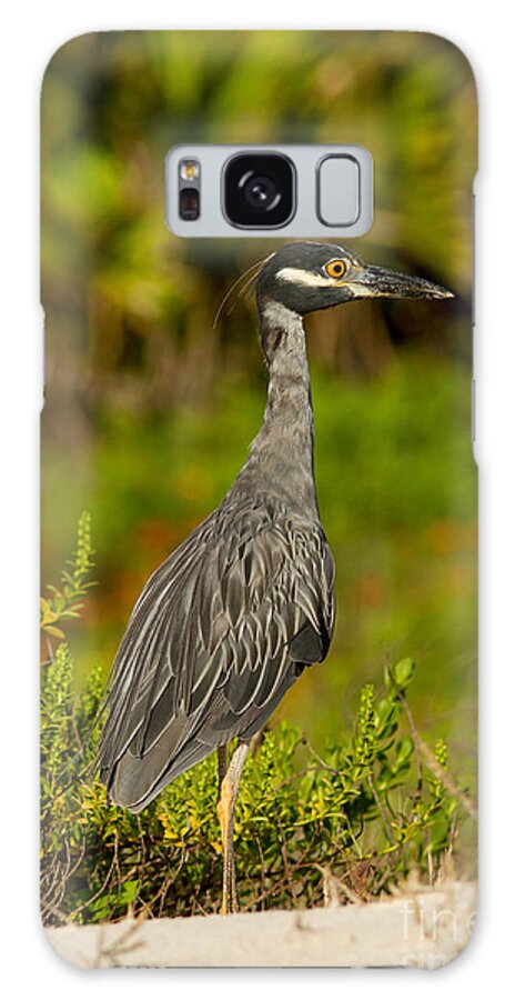 Yellow-crowned Night-heron Galaxy S8 Case featuring the photograph Yellow Crowned Night Heron Dune Watch by Paul Rebmann