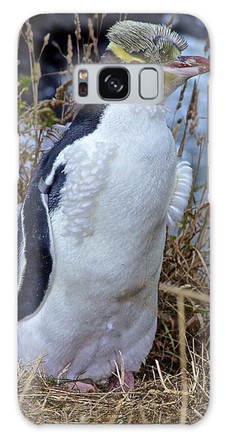 Megadyptes Antipodes Galaxy Case featuring the photograph Endangered Yellow Eyed Penguin Hoiho by Venetia Featherstone-Witty