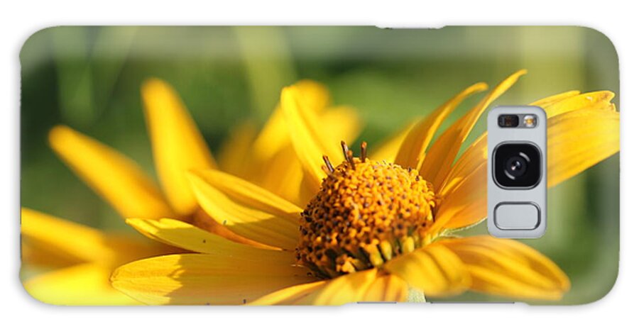 Blossom Galaxy Case featuring the photograph Yellow Flower by Amanda Mohler