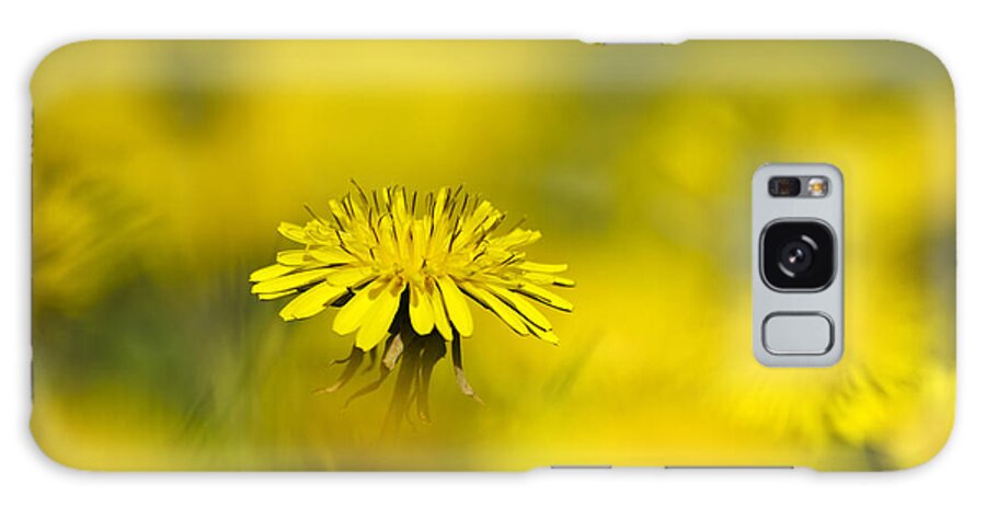 Flowers Galaxy Case featuring the photograph Yellow on Yellow Dandelion by Christina Rollo