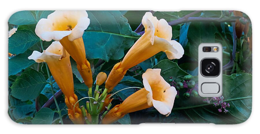 Orange And Yellow Galaxy Case featuring the photograph Yellow Trumpet Blooms 04 by Tony Grider