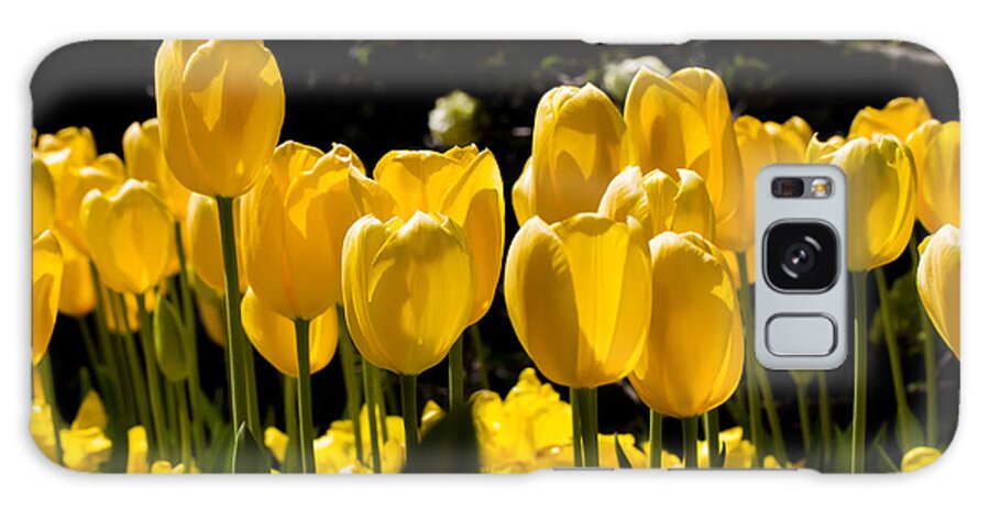 Cheekwood Galaxy Case featuring the photograph Yellow Tulip Attention by Paula Ponath
