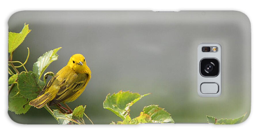 Warbler Galaxy Case featuring the photograph Yellow Warbler by John Meader