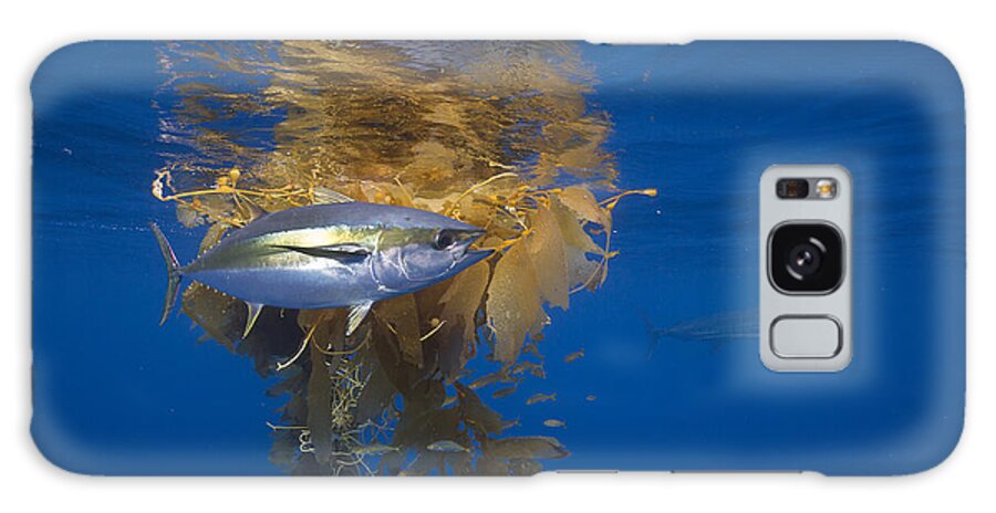 Richard Herrmann Galaxy Case featuring the photograph Yellowfin Tuna And Kelp Nine-mile Bank by Richard Herrmann