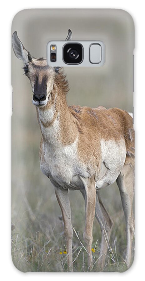 Young Doe Antelope Galaxy Case featuring the photograph Young Doe Antelope by Gary Langley