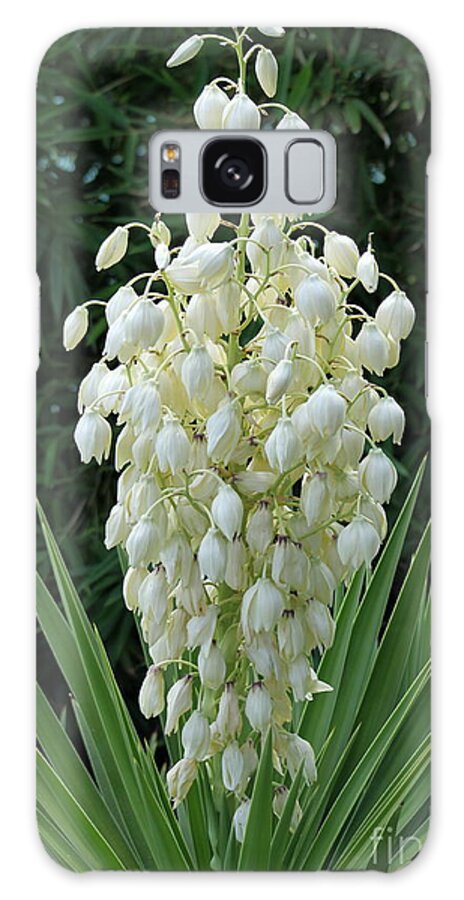 Yucca Galaxy Case featuring the photograph Yucca Blossoms by Christiane Schulze Art And Photography