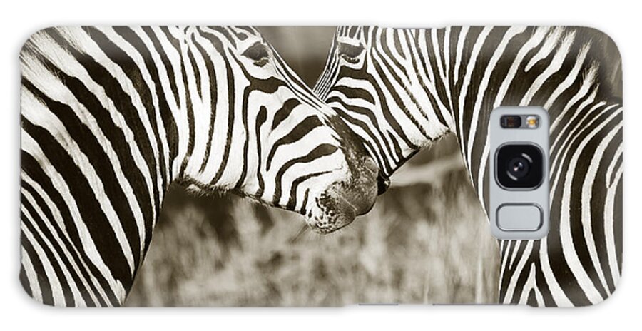 Burchell's Zebra Galaxy S8 Case featuring the photograph Zebra affection by Liz Leyden