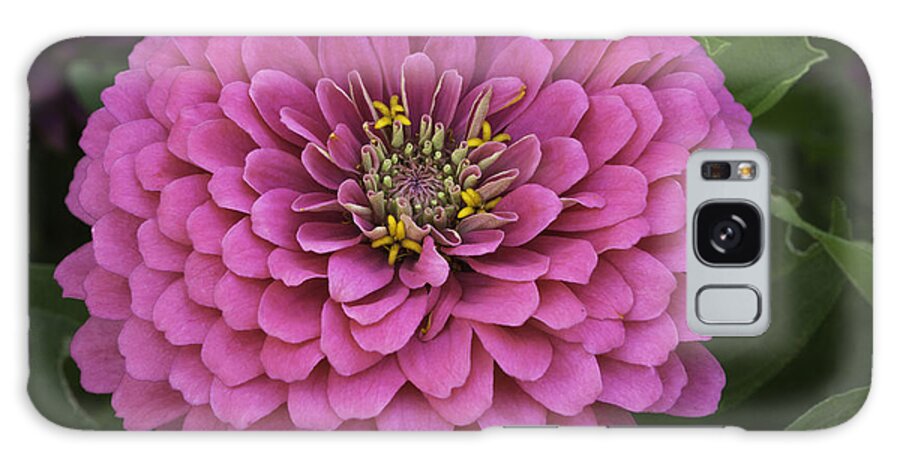 Flower Galaxy Case featuring the photograph Zinnia by Fran Gallogly