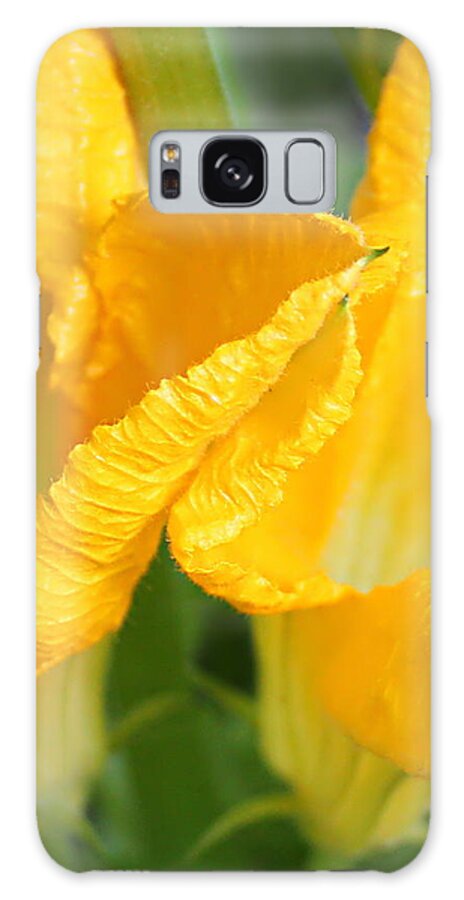 Zucchini Flowers Galaxy Case featuring the photograph Zucchini Flowers in May by Kume Bryant