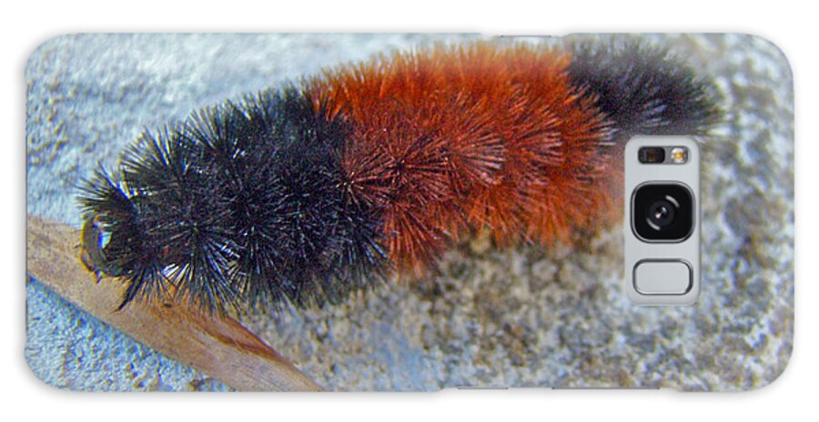 Caterpillar Galaxy Case featuring the photograph Banded Woolly Bear Caterpillar - Pyrrharctia isabella #1 by Carol Senske