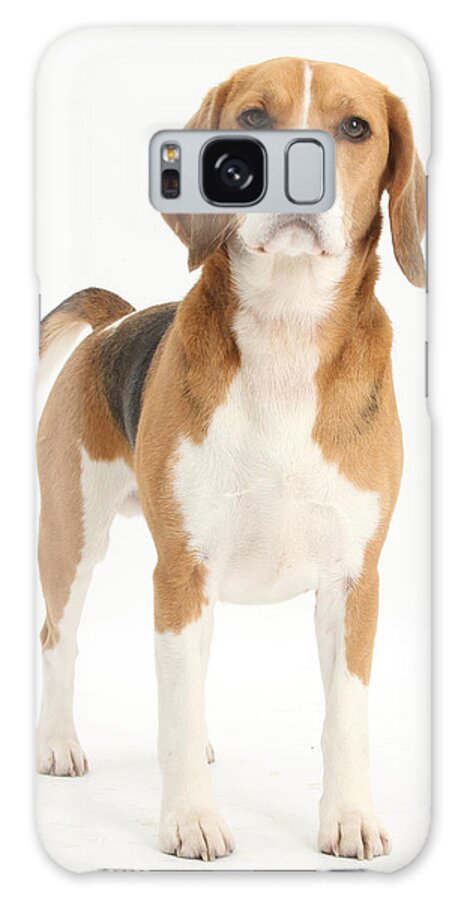 Nature Galaxy Case featuring the photograph Beagle Dog #1 by Mark Taylor
