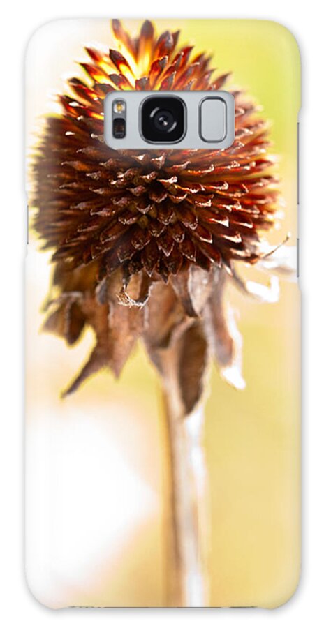Black-eyed Susan Galaxy Case featuring the photograph Black-eyed Susan After the Winter by Onyonet Photo studios