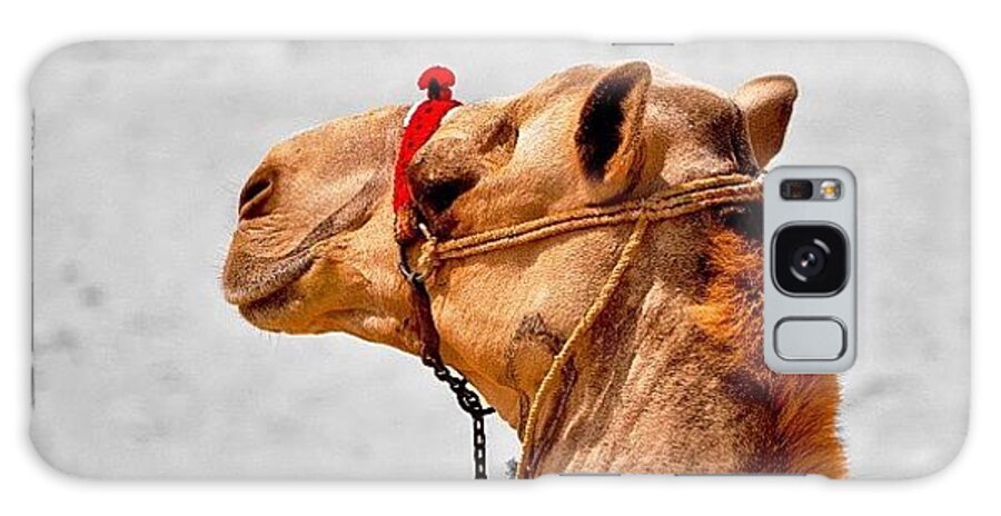 Instagram Galaxy Case featuring the photograph #camel #egypt #ciaro #desert #sand #1 by Brenden Mcdonough