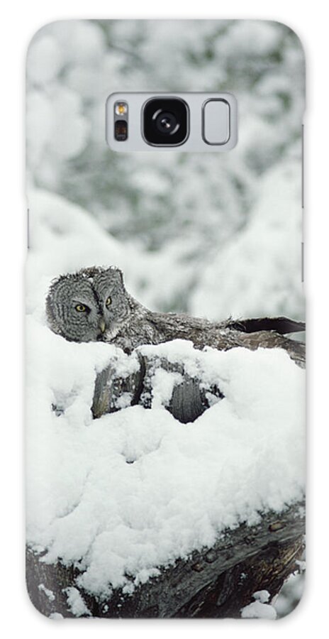 Mp Galaxy Case featuring the photograph Great Gray Owl Strix Nebulosa Parent #1 by Michael Quinton