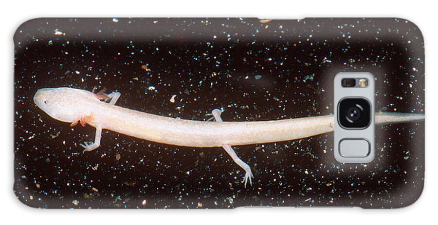 Animal Galaxy Case featuring the photograph Honey Creek Salamander #1 by Dante Fenolio