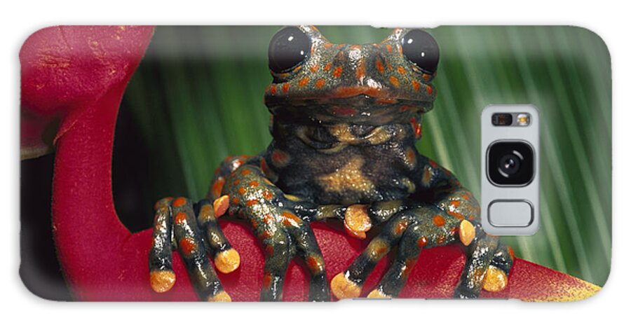 Mp Galaxy Case featuring the photograph Strawberry Tree Frog Hyla Pantosticta #1 by Pete Oxford