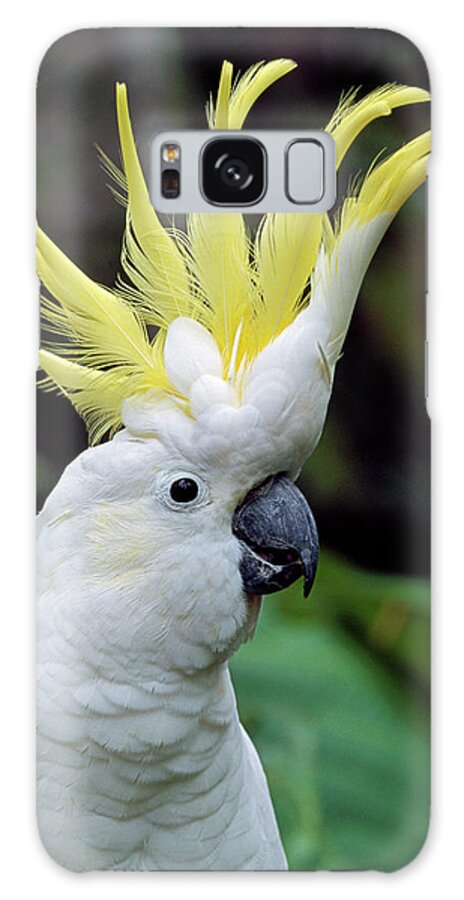 00785496 Galaxy Case featuring the photograph Sulphur-crested Cockatoo Cacatua by Thomas Marent