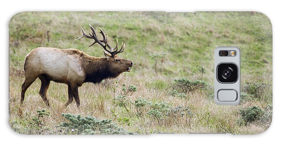 00499826 Galaxy Case featuring the photograph Tule Elk Bull Bugling During Rut Point #1 by Sebastian Kennerknecht