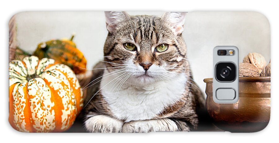 Cat Galaxy Case featuring the photograph Cat and Pumpkins #2 by Nailia Schwarz