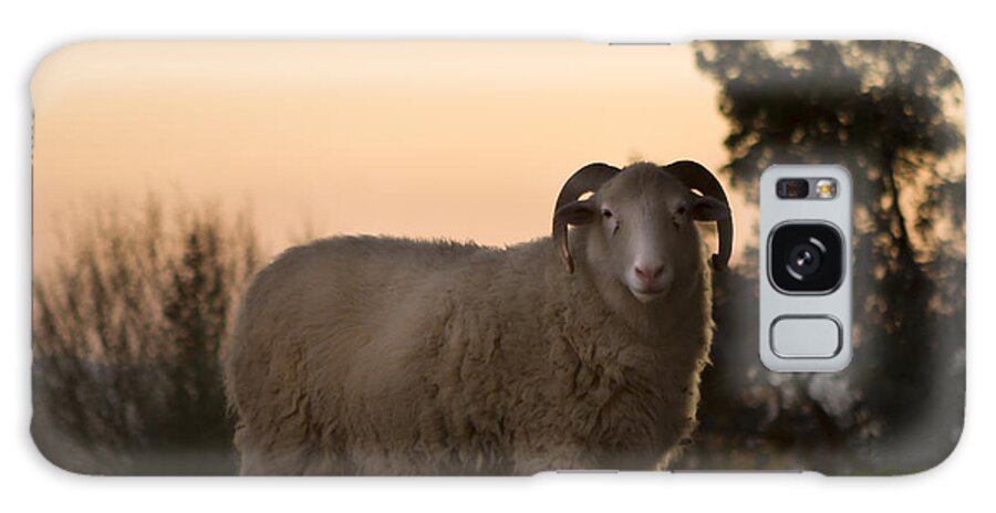 Sheep Galaxy Case featuring the photograph The Lamb #2 by Ang El