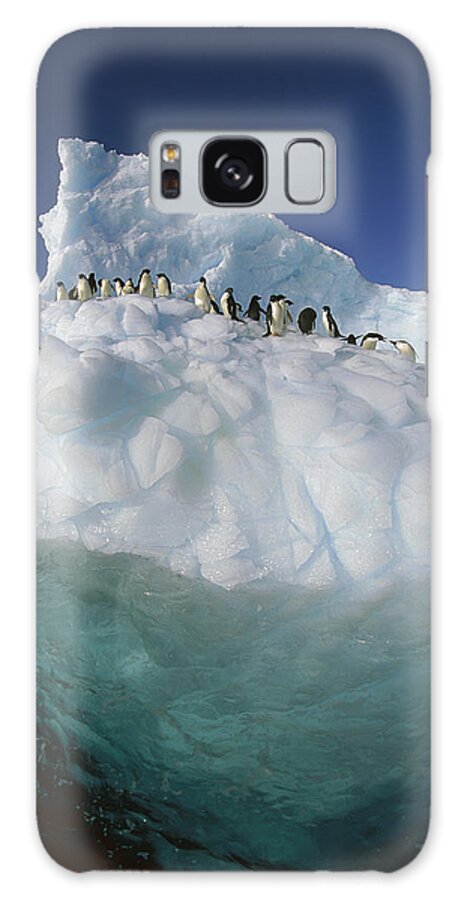 Hhh Galaxy Case featuring the photograph Adelie Penguin Pygoscelis Adeliae Group #4 by Colin Monteath