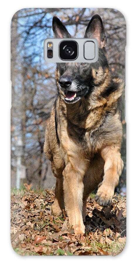 Animal Galaxy Case featuring the photograph German Shepherd #4 by Jai Johnson