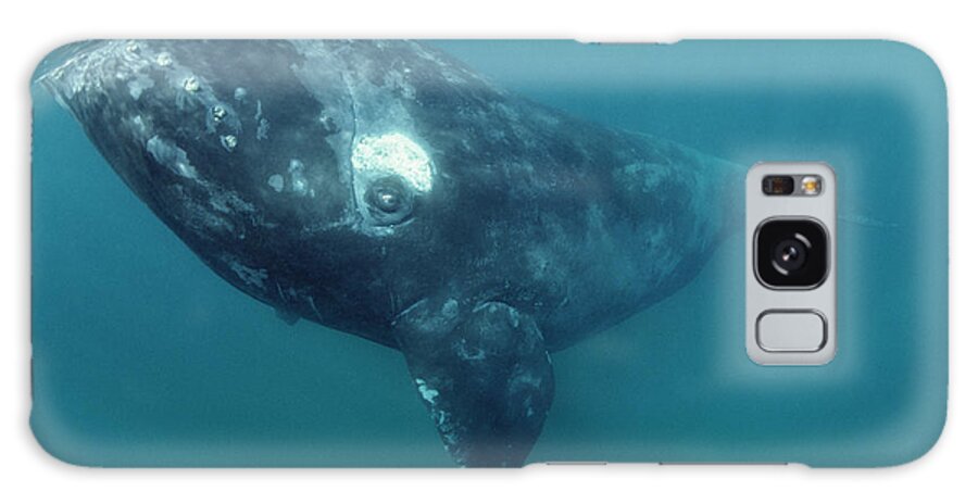 00083809 Galaxy Case featuring the photograph Southern Right Whale Patagonia by Flip Nicklin