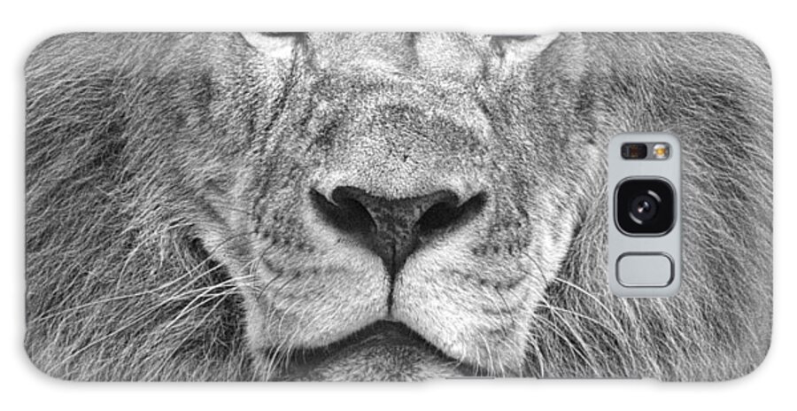 Lions Galaxy Case featuring the photograph A Lion's Stare by Bill Martin