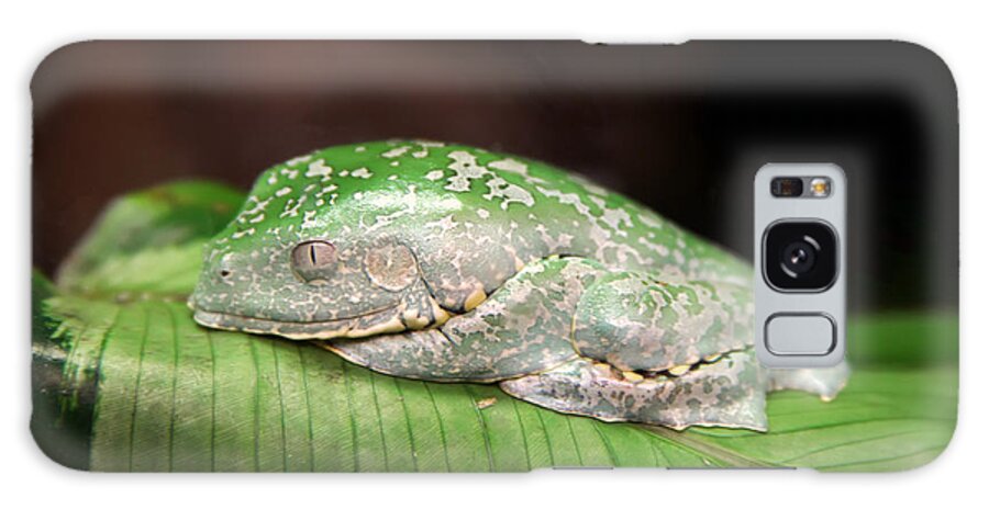 Granger Photography Galaxy Case featuring the photograph Amazon Leaf Frog by Brad Granger