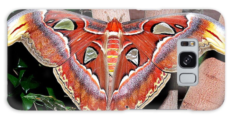Moth Galaxy S8 Case featuring the photograph Atlas Moth by Kevin Fortier