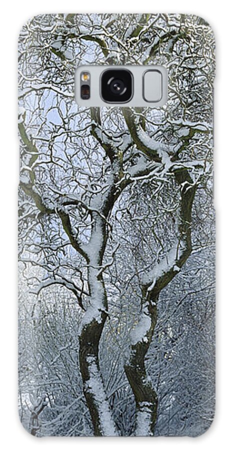 Mp Galaxy Case featuring the photograph Bare, Snow-covered Tree In Winter by Cyril Ruoso