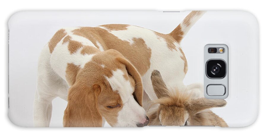 Nature Galaxy Case featuring the photograph Beagle Pup Sniffing A Rabbit by Mark Taylor