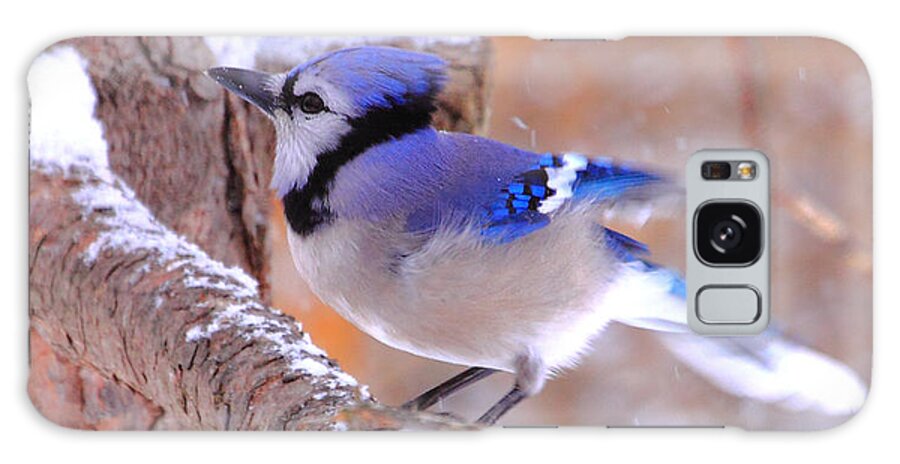  Galaxy Case featuring the photograph 'Beautiful Blue Jay in Snow' by PJQandFriends Photography