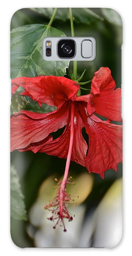 Flower Galaxy S8 Case featuring the photograph Beautiful Red Hibiscus by Carol Bradley