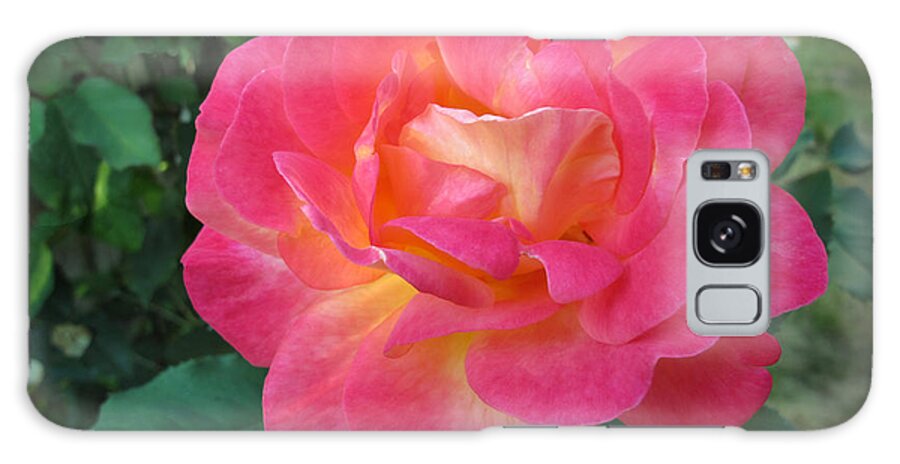 Rose Galaxy Case featuring the photograph Beauty by Arlene Carmel