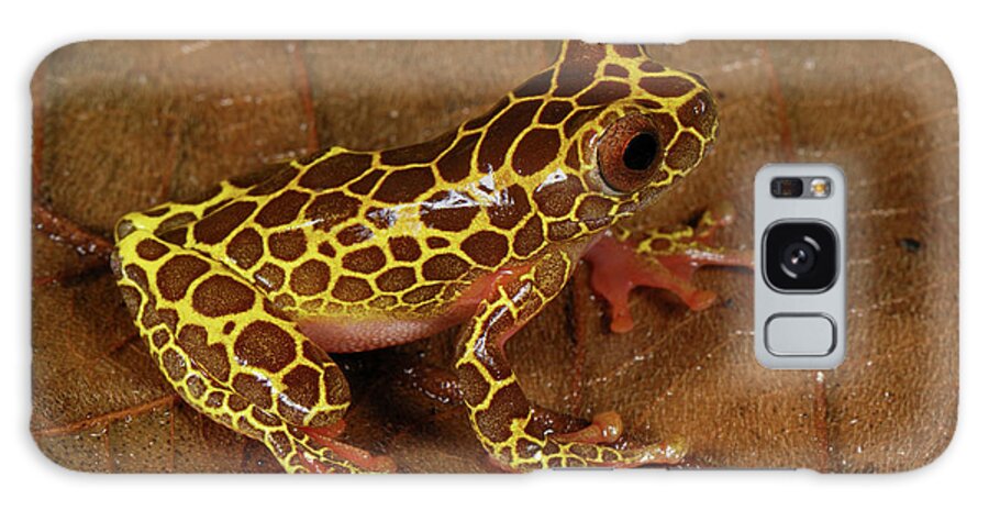 Mp Galaxy Case featuring the photograph Bereis Treefrog Dendropsophus by Thomas Marent