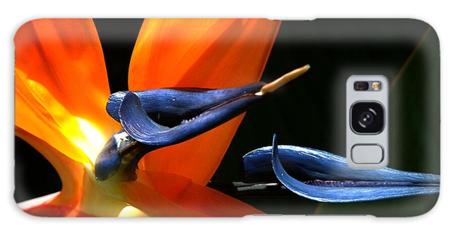 Nature Galaxy S8 Case featuring the photograph Bird of Paradise by Peggy Urban