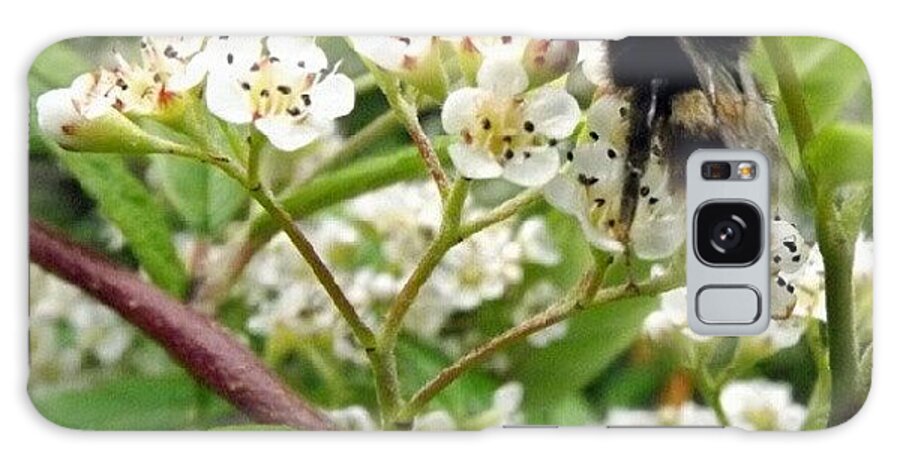 Bee Galaxy Case featuring the photograph Bizzy Little Bee by Iain Carter
