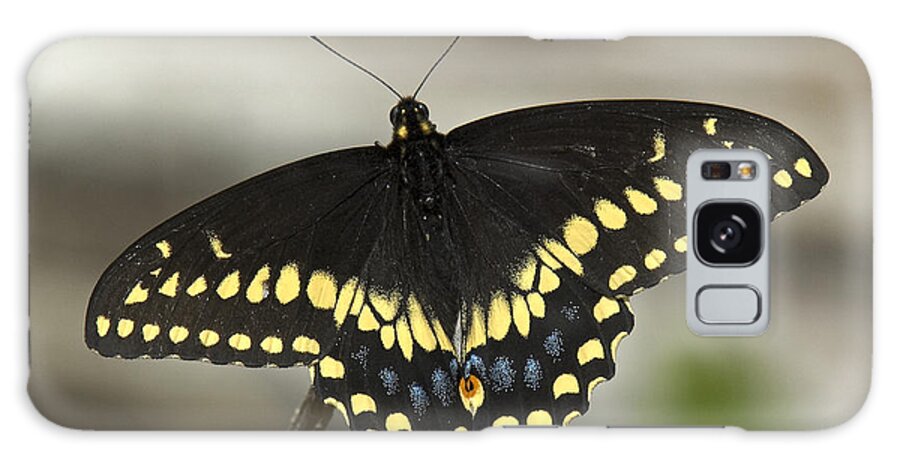 Insect Galaxy Case featuring the photograph Black Swallowtail DIN103 by Gerry Gantt