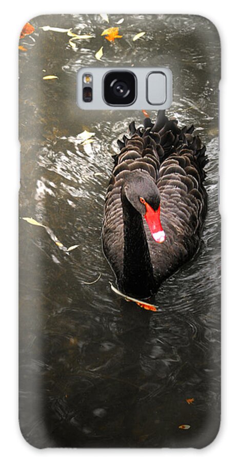 Animal Galaxy Case featuring the photograph Black swan by Emanuel Tanjala