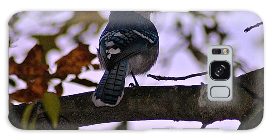 Blue Galaxy Case featuring the photograph Blue Jay by Joe Faherty