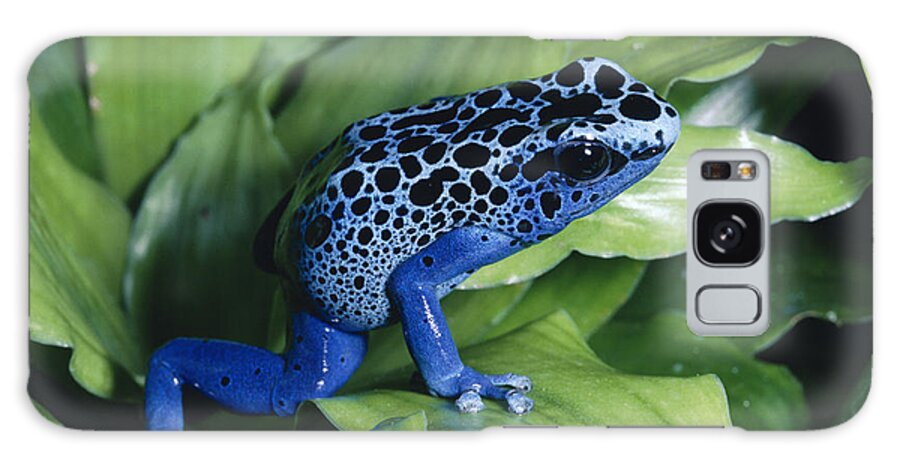 Mp Galaxy Case featuring the photograph Blue Poison Dart Frog Dendrobates by Michael & Patricia Fogden