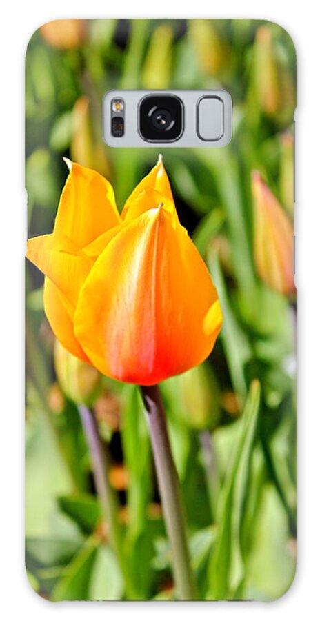 Flowers Galaxy Case featuring the photograph Blushing Lady by Felix Zapata
