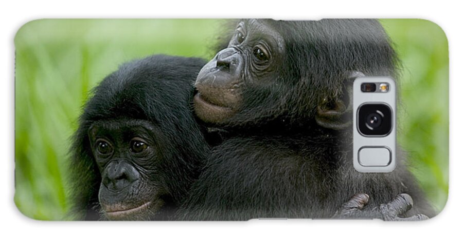 00620691 Galaxy Case featuring the photograph Bonobo Orphans Hugging by Cyril Ruoso