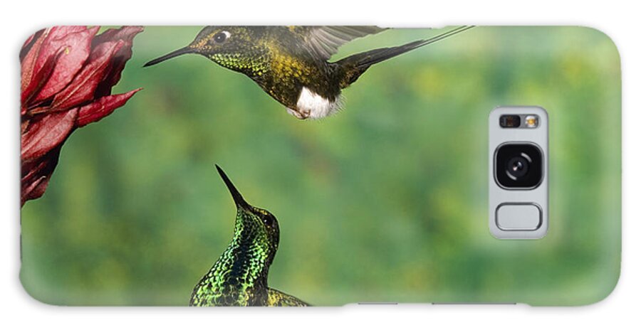 Mp Galaxy Case featuring the photograph Booted Racket-tail Ocreatus Underwoodii by Tom Vezo