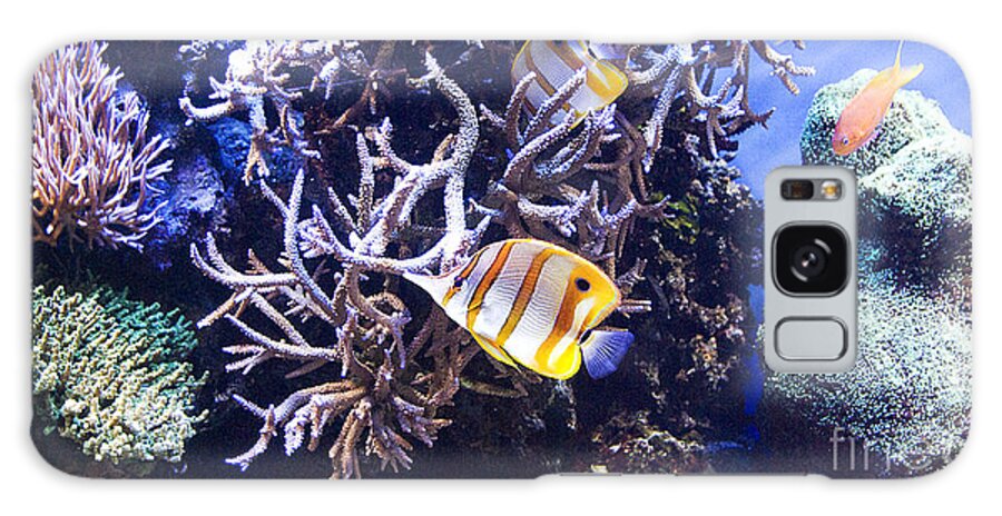 Montery Bay Aquarium Galaxy Case featuring the photograph Brilliant Fish Aquarium by Jim And Emily Bush