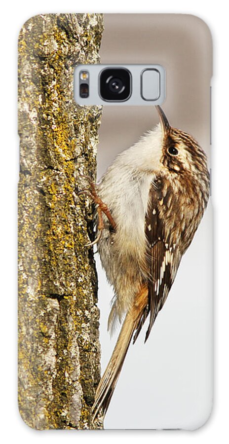 Brown Galaxy Case featuring the photograph Brown Creeper by Mircea Costina Photography